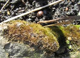 Attēlu rezultāti vaicājumam “Tomentypnum nitens”