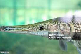 Image result for Atractosteus spatula