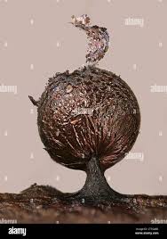 Attēlu rezultāti vaicājumam “Lamproderma ovoideum spores”