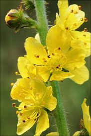 Image result for Agrimonia eupatoria