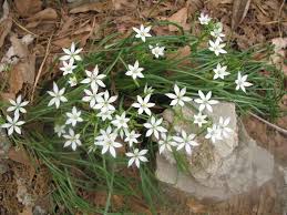 Attēlu rezultāti vaicājumam “Ornithogalum umbellatum flower”