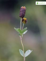 Attēlu rezultāti vaicājumam “Trifolium spadiceum flower”