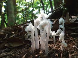 Image result for ギンリョウソウ