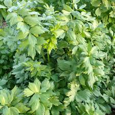 Attēlu rezultāti vaicājumam “Levisticum officinale”