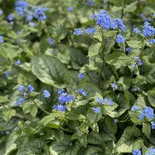 Image result for Brunnera `Jack Frost`