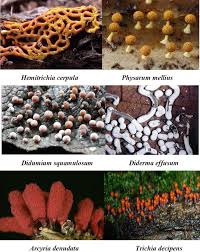 Attēlu rezultāti vaicājumam “Diachea leucopodia young”