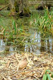 Attēlu rezultāti vaicājumam “Grus grus eggs”