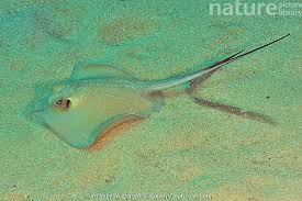 Image result for Dasyatis pastinaca