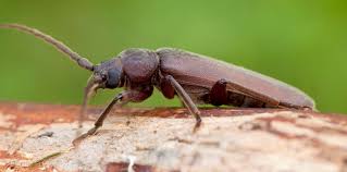 Attēlu rezultāti vaicājumam “Criocephalus rusticus”