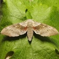 Attēlu rezultāti vaicājumam “Laothoe populi”