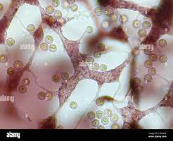 Attēlu rezultāti vaicājumam “Cribraria vulgaris macro”