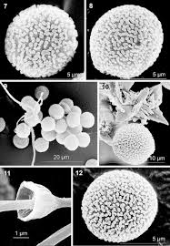Attēlu rezultāti vaicājumam “Diderma umbilicatum spores”
