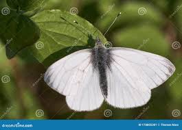 Attēlu rezultāti vaicājumam “Pieris napi male”