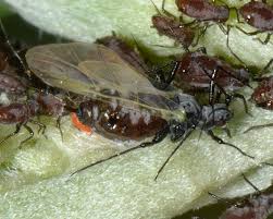 Attēlu rezultāti vaicājumam “Macrosiphoniella absinthii”