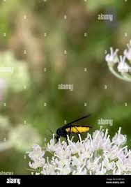 Attēlu rezultāti vaicājumam “Sciara analis”