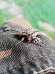 Attēlu rezultāti vaicājumam “Tholera decimalis male”