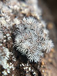 Attēlu rezultāti vaicājumam “Ceratiomyxa fruticulosa macro”