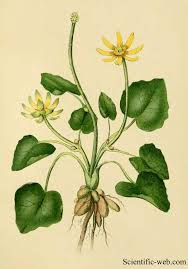 Attēlu rezultāti vaicājumam “Ficaria verna flower”