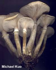 Attēlu rezultāti vaicājumam “Armillaria sp.”