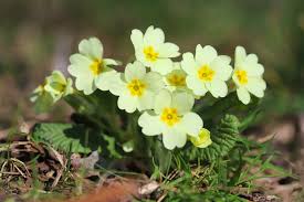 Attēlu rezultāti vaicājumam “Primula”