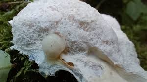 Attēlu rezultāti vaicājumam “Fuligo septica var. septica plasmodium”