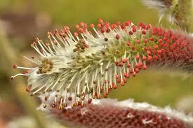 Attēlu rezultāti vaicājumam “Salix purpurea male flower”