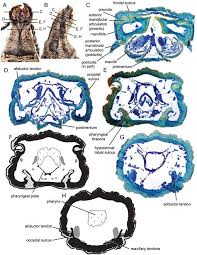 Attēlu rezultāti vaicājumam “Enteridium variabile”
