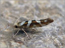 Attēlu rezultāti vaicājumam “Argyresthia goedartella”