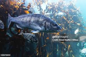 Image result for Rhabdosargus holubi