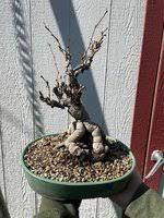 Image result for parthenocissus bonsai