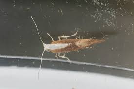 Attēlu rezultāti vaicājumam “Argyresthia semifusca”