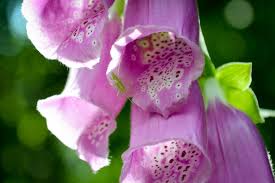 Image result for Fingerhut rot