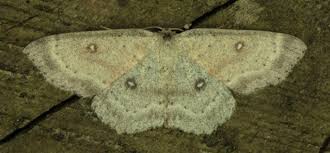 Attēlu rezultāti vaicājumam “Cyclophora albipunctata”