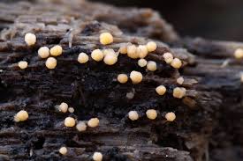 Attēlu rezultāti vaicājumam “Bactridium flavum”