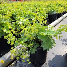 Image result for Alchemilla mollis