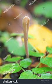 Attēlu rezultāti vaicājumam “Macrotyphula fistulosa”