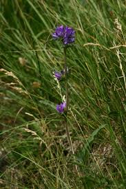 Attēlu rezultāti vaicājumam “Campanula cervicaria bud”