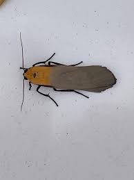 Attēlu rezultāti vaicājumam “Lithosia quadra male”