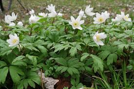 Image result for Buschwindröschen