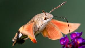Image result for hawk moth