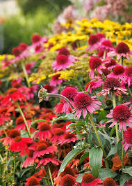 Attēlu rezultāti vaicājumam “Echinacea purpurea flower”