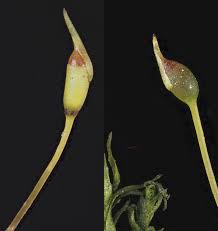 Attēlu rezultāti vaicājumam “Dichodontium pellucidum”