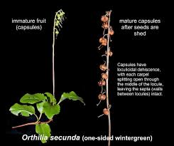 Attēlu rezultāti vaicājumam “Orthilia secunda bud”