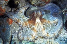 Image result for Octopus vulgaris