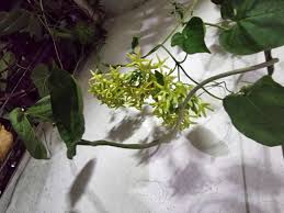 Attēlu rezultāti vaicājumam “Apocynaceae”