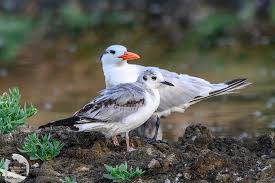 Image result for Chroicocephalus philadelphia