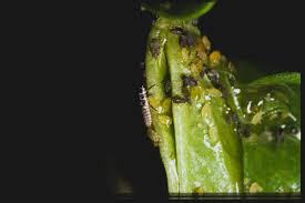 Attēlu rezultāti vaicājumam “Adalia bipunctata larva”