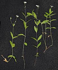 Attēlu rezultāti vaicājumam “Moehringia lateriflora leaf”