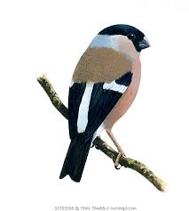 Attēlu rezultāti vaicājumam “Pyrrhula pyrrhula female”