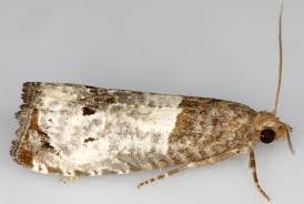 Attēlu rezultāti vaicājumam “Notocelia roborana”